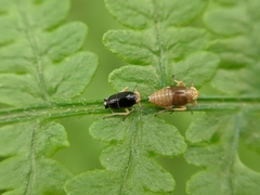 Ditropis pteridis