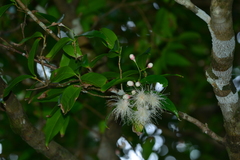 Syzygium tripinnatum