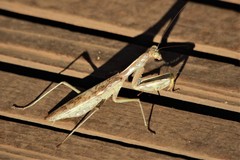 Polyspilota aeruginosa