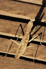 Polyspilota aeruginosa