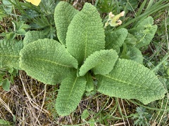 Primula ruprechtii