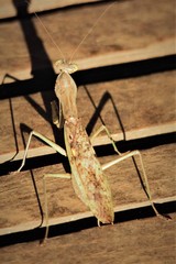 Polyspilota aeruginosa