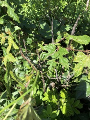 Vitis palmata