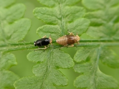 Ditropis pteridis