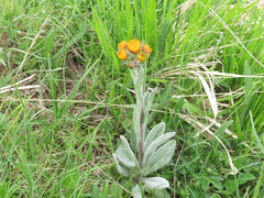 Tephroseris integrifolia