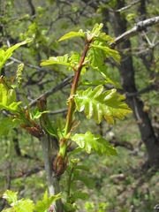 Quercus macranthera