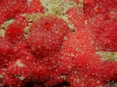 Phorbas fictitius