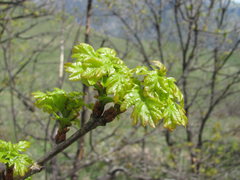 Quercus macranthera