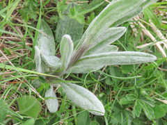 Tephroseris integrifolia