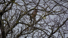 Garrulus glandarius