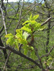 Quercus macranthera