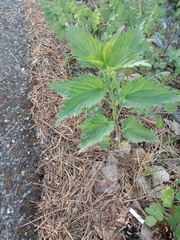 Urtica dioica