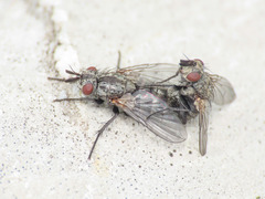 Triarthria setipennis