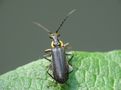 Podabrus rugosulus