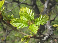 Quercus macranthera