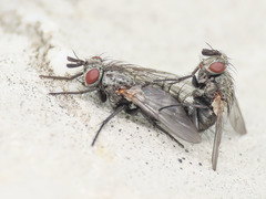 Triarthria setipennis