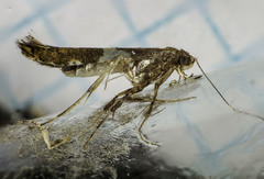 Caloptilia umbratella