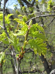 Quercus macranthera