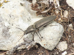 Cidnopus pseudopilosus