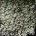Pertusaria sinusmexicani - Photo (c) Vitaly Charny, algunos derechos reservados (CC BY-NC), subido por Vitaly Charny
