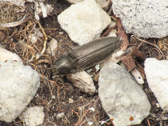 Cidnopus pseudopilosus