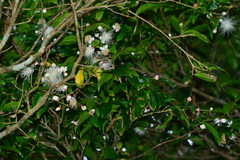 Syzygium tripinnatum