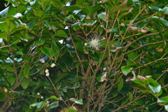 Syzygium tripinnatum