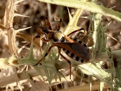 Rhynocoris punctiventris