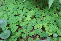 Oxalis acetosella