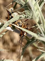 Rhynocoris punctiventris
