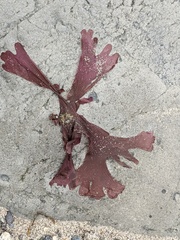 Cryptopleureae