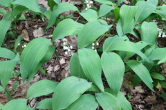 Convallaria majalis