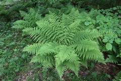 Athyrium filix-femina