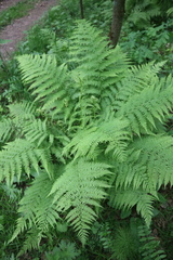 Athyrium filix-femina
