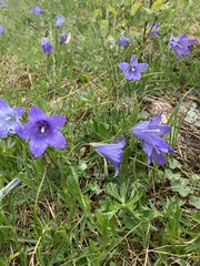 Campanula tridentata biebersteiniana