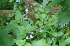 Veronica chamaedrys