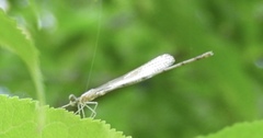 Enallagma exsulans
