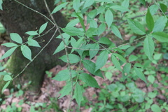 Euonymus verrucosus