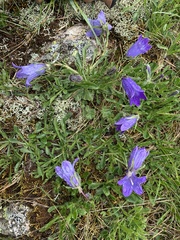 Campanula tridentata biebersteiniana