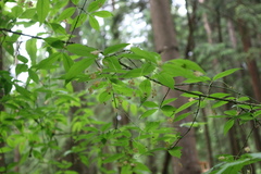 Euonymus verrucosus