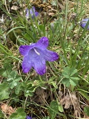Campanula tridentata biebersteiniana