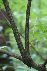 Euonymus verrucosus