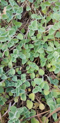 Clinopodium insulare