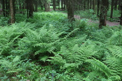 Athyrium filix-femina