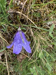 Campanula tridentata biebersteiniana