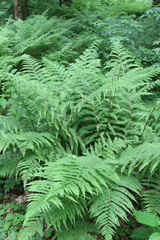 Athyrium filix-femina