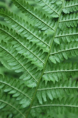 Athyrium filix-femina