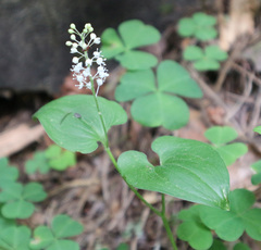 Maianthemum bifolium
