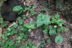 Maianthemum bifolium