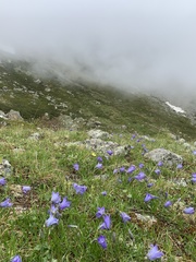 Campanula tridentata biebersteiniana